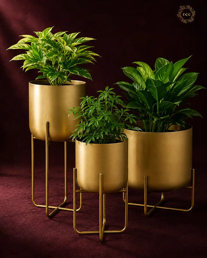 Three gold metal planters in varying heights with green leafy plants, set against a dark burgundy background.